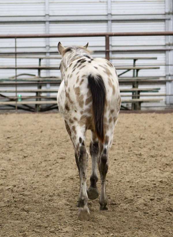 aphc-appaloosa-weanling