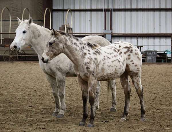 buckskin-aphc-aqha-colt