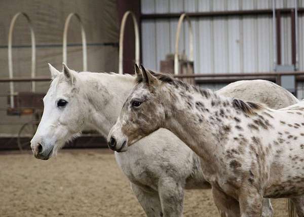 buckskin-aphc-aqha-horse