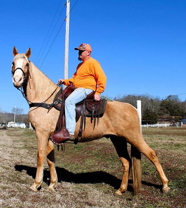 mcnatt-farm-tennessee-walking-horse