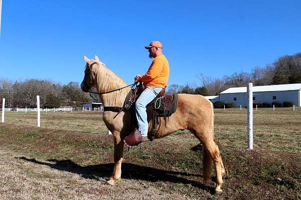 husband-hore-tennessee-walking-horse