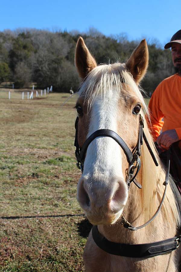 mt-horse-tennessee-walking