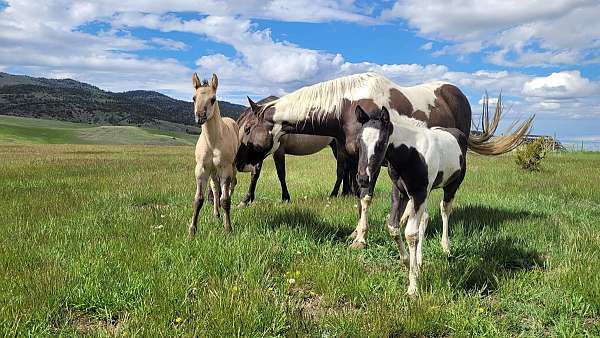 around-paint-horse