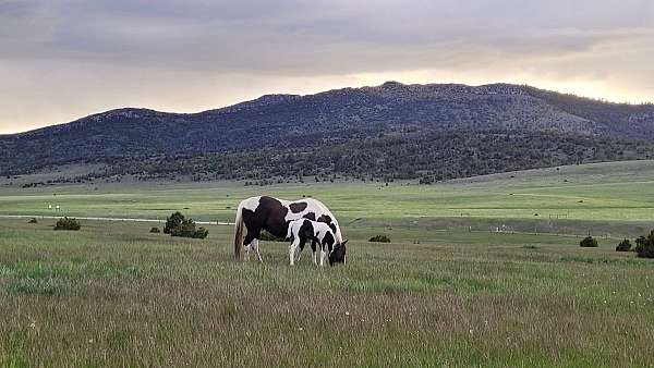 blue-roan-paint-horse