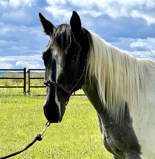 doc-bar-gelding