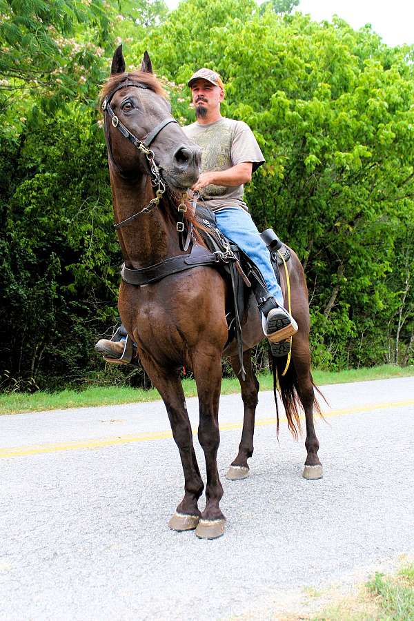 spotrt-horse-tennessee-walking