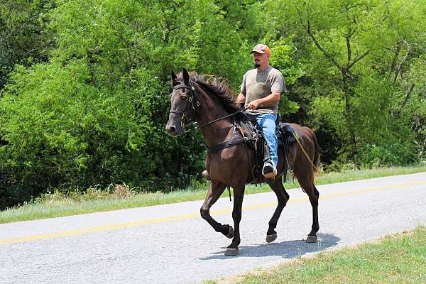 sport-horse-tennessee-walking