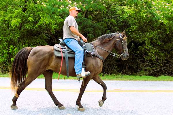 mt-horse-gelding