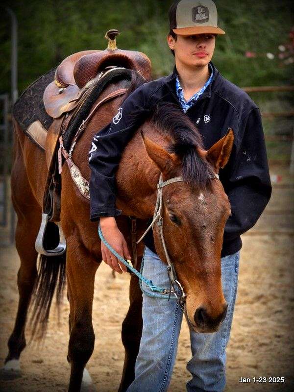 safe-appaloosa-horse