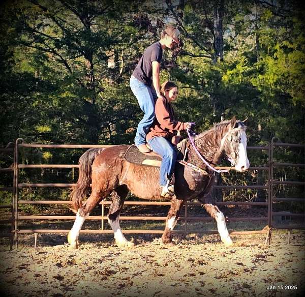 playdays-missouri-fox-trotter-horse