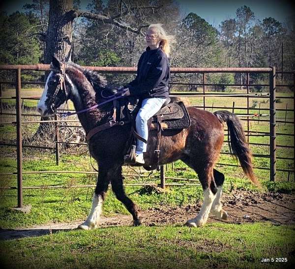 safe-missouri-fox-trotter-horse