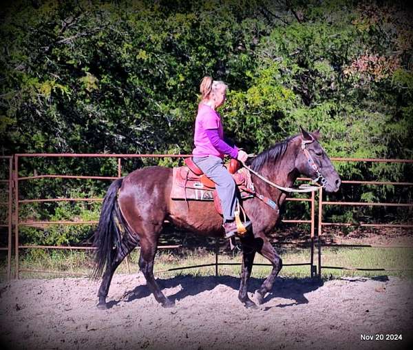 family-paso-fino-horse