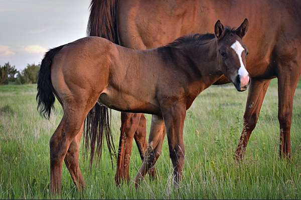 appendix-yearling