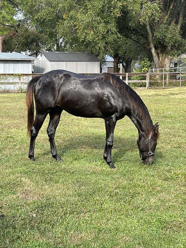 chocolate-aqha-filly