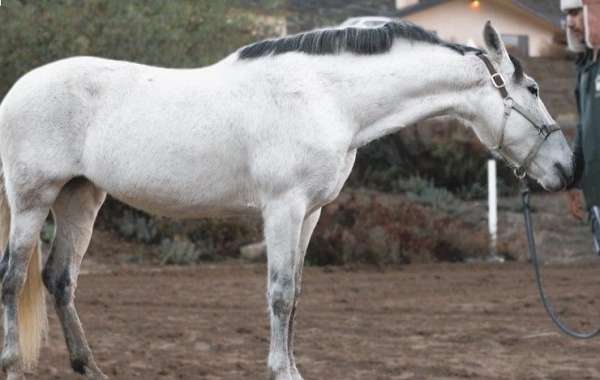 all-around-andalusian-horse