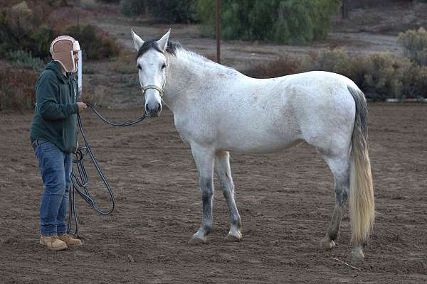 beginner-andalusian-horse