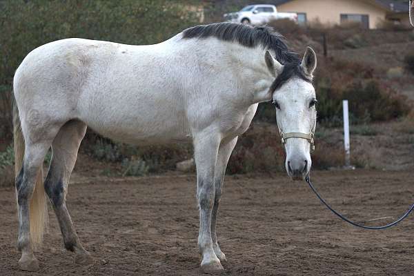 breeding-andalusian-horse