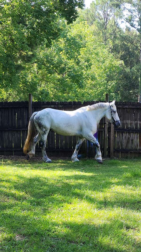 percheron-mare