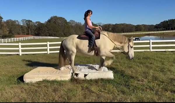 percheron-horse-for-sale