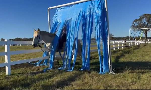 percheron-horse