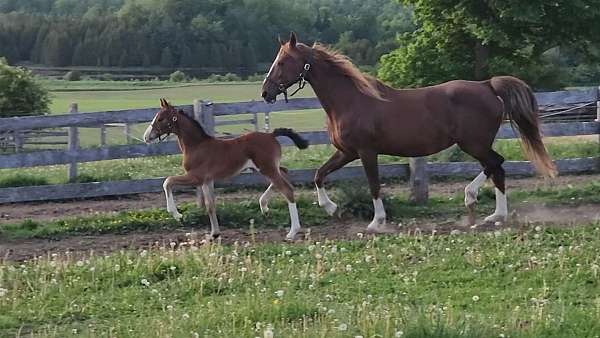 dutch-warmblood-broodmare