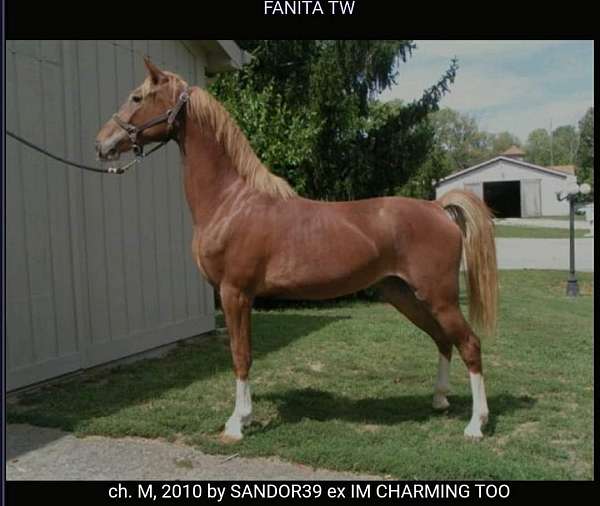 dutch-warmblood-horse-for-sale