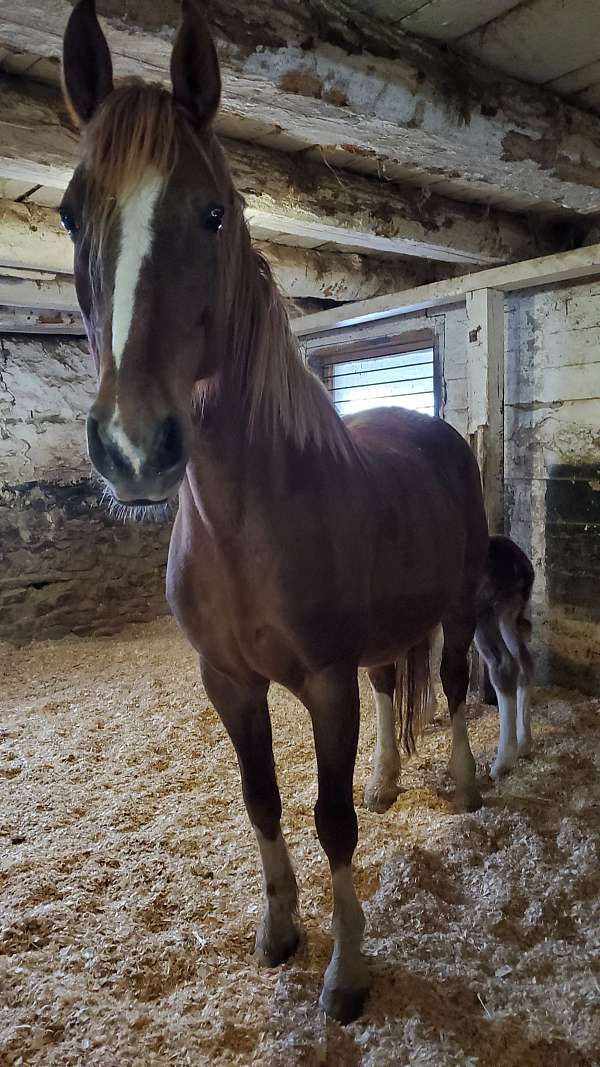 dutch-warmblood-horse