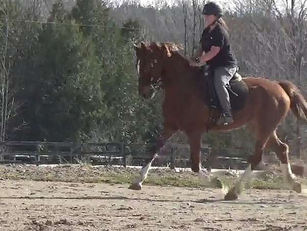 all-around-canadian-lusitano-horse