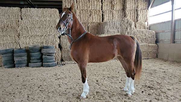 dressage-canadian-lusitano-horse