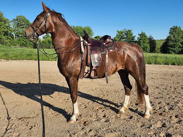 harness-canadian-lusitano-horse