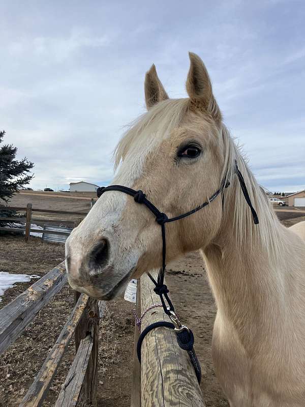 black-palomino-mare-for-sale