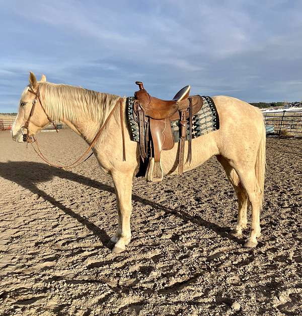 black-palomino-horse-for-sale