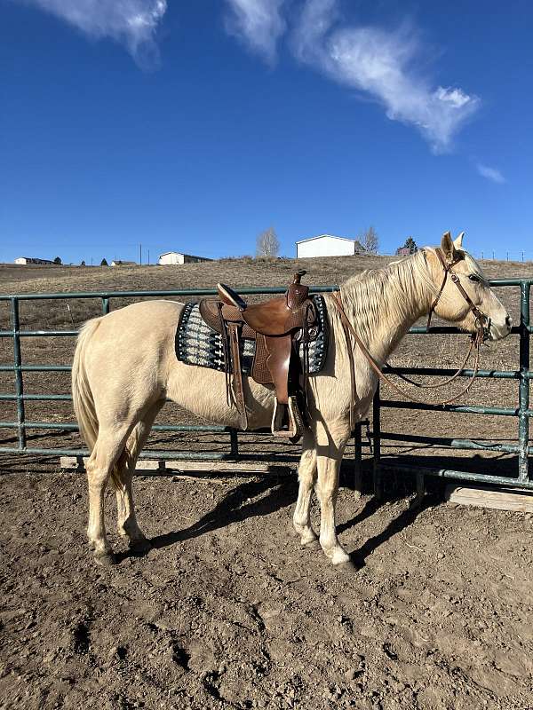 black-palomino-lesson-trail-horse