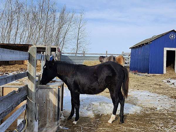 star-two-socks-horse