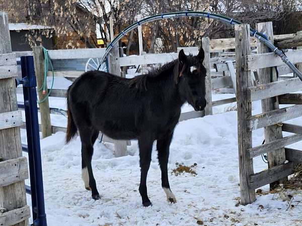 black-star-two-socks-horse