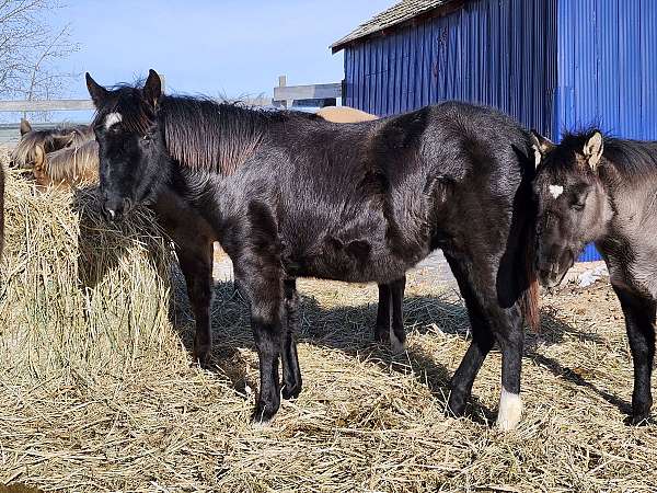 all-around-quarter-horse