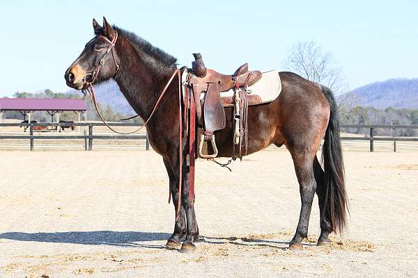 bay-roan-star-horse