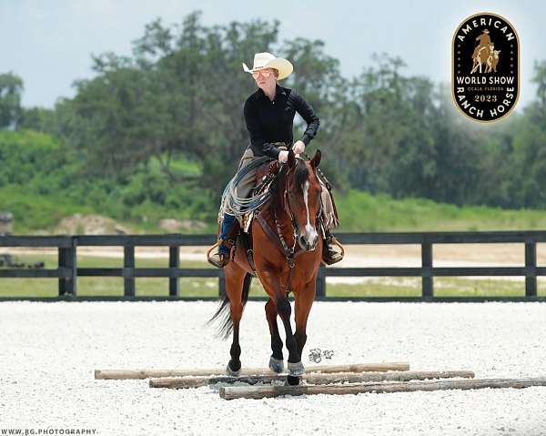 aqha-arha-horse