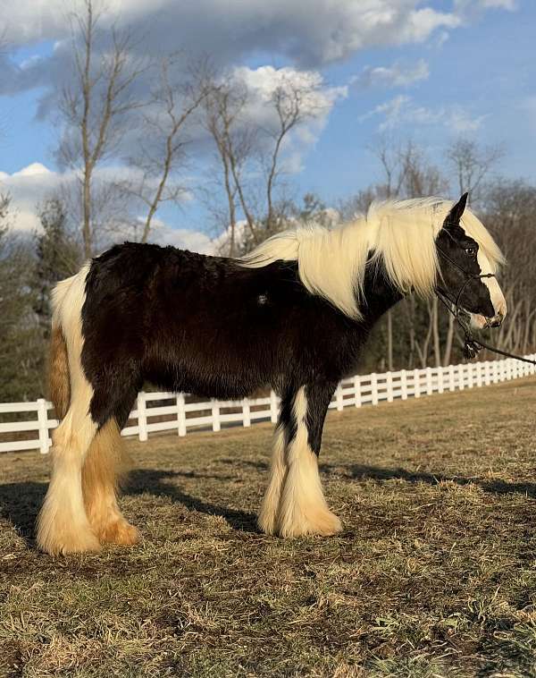 14-hand-gypsy-vanner-filly