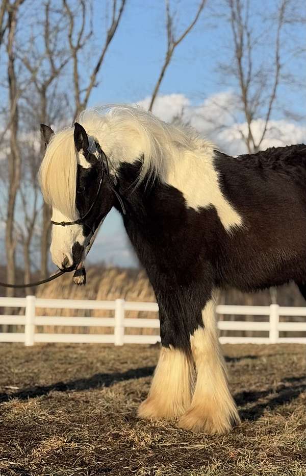 14-hand-gypsy-vanner-horse