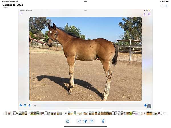 bay-star-2-white-rear-socks-horse