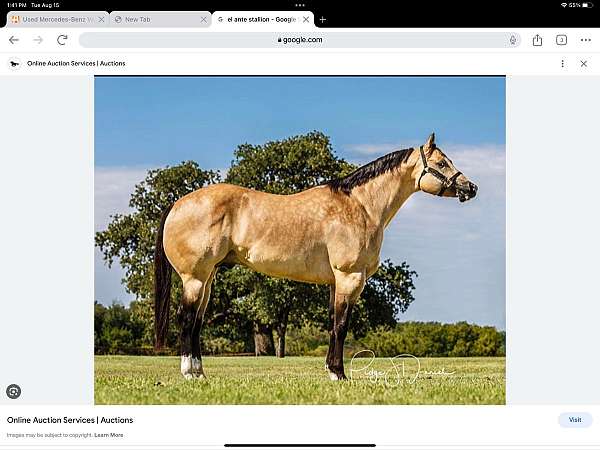 great-hip-top-line-quarter-horse