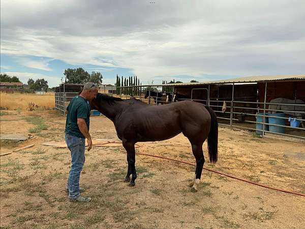 all-around-futurity-eligible-quarter-horse