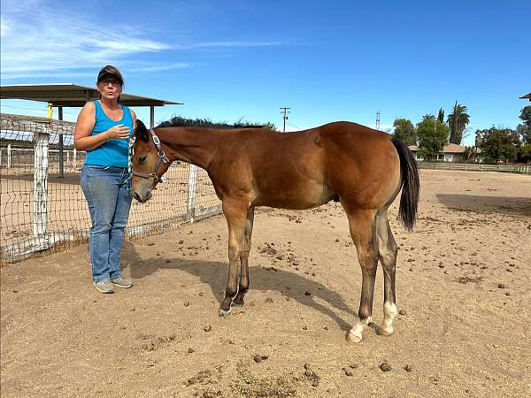 great-hip-top-line-horse