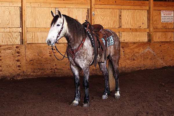 gelding-draft-horse