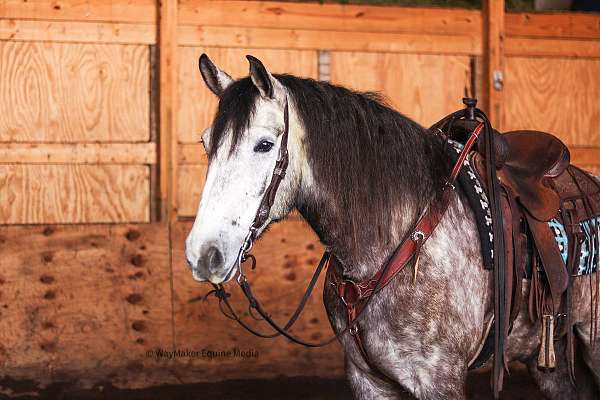 trail-riding-draft-horse