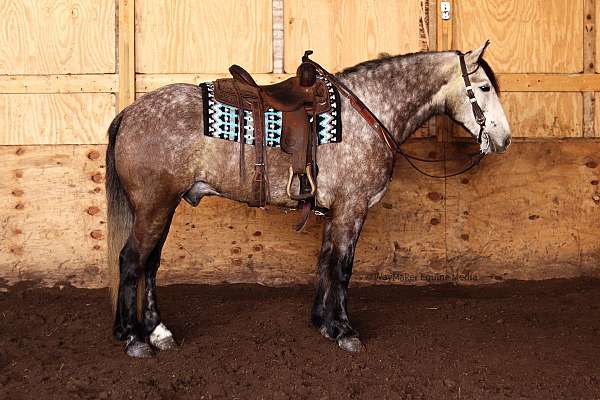 grey-gelding-draft-horse