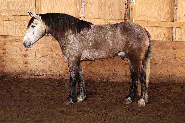 western-riding-draft-horse