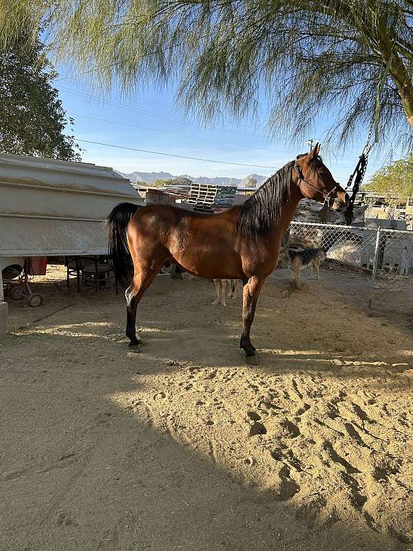 bay-arabian-male-gelding