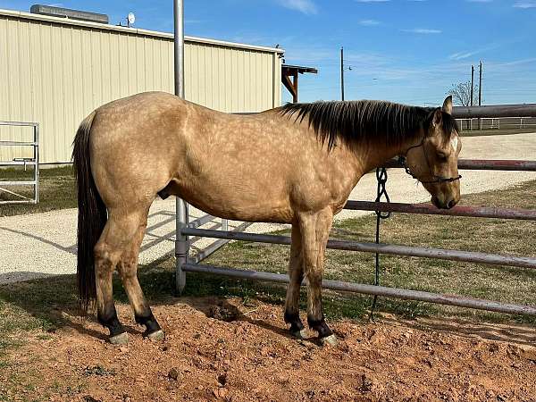 quarter-horse-gelding